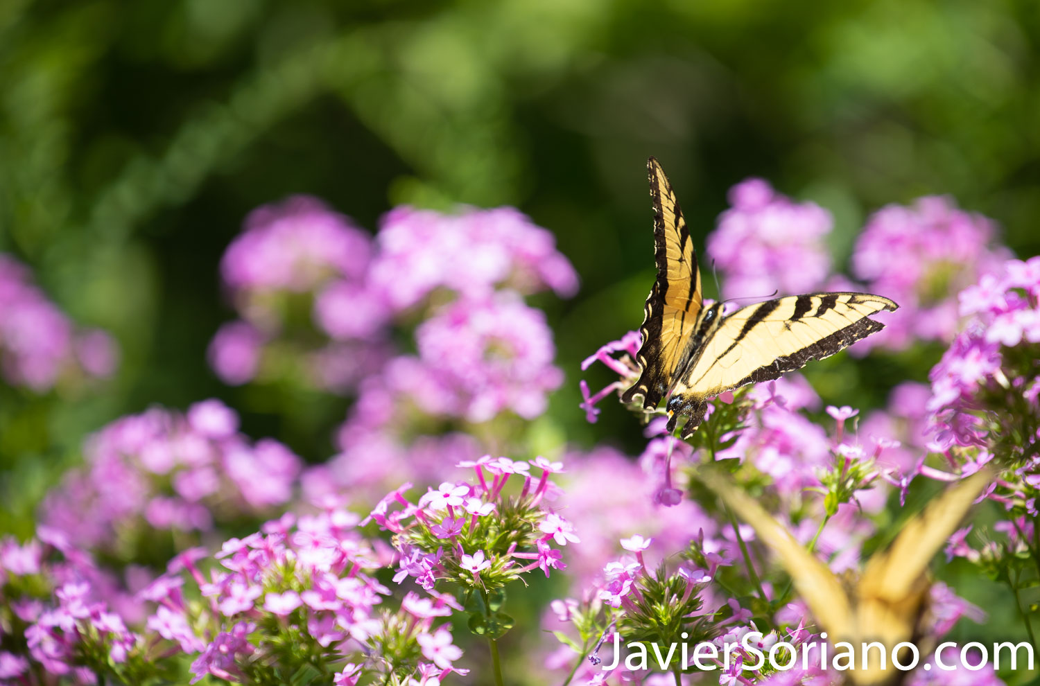 Wednesday, August 5, 2020. New York City – The New York Botanical Garden in the Bronx closed its doors when the coronavirus pandemic started in New York City. After a few months, the NYBG reopened to the public on Tuesday, July 21, 2020. Photo by Javier Soriano/www.JavierSoriano.com