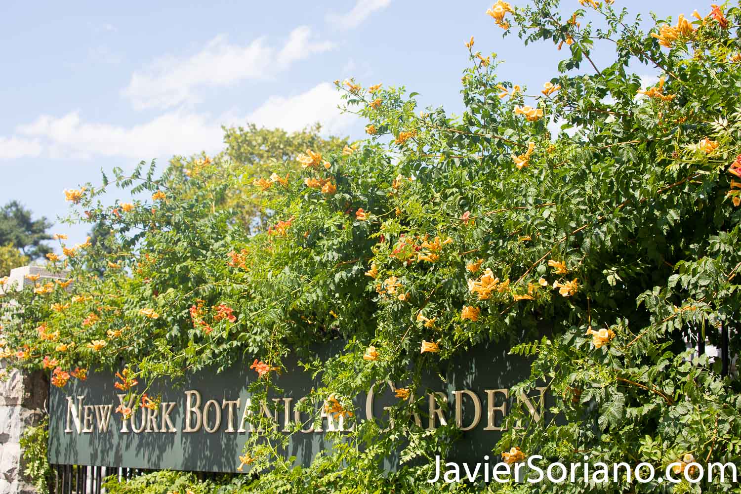 Wednesday, August 5, 2020. New York City – The New York Botanical Garden in the Bronx closed its doors when the coronavirus pandemic started in New York City. After a few months, the NYBG reopened to the public on Tuesday, July 21, 2020. Photo by Javier Soriano/www.JavierSoriano.com