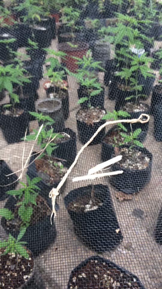 “La independencia política es una ficción si no está basada en la independencia económica”  J. R. Heroles  En estas fiestas patrias no está de más recordar que el cáñamo puede ser útil para alcanzar una independencia real a 528 años de su llegada a este continente.  Primera muestra de cordel de cáñamo extraída de una planta crecida en el PlanTÓN 420. ¡Vamos por la producción artesanal de cáñamo como parte del #UsoPERSONALdeCANNABIS! #CannabisLEGAL #CultivoYA  Foto por: Movimiento Cannábico Mexicano (MCM).